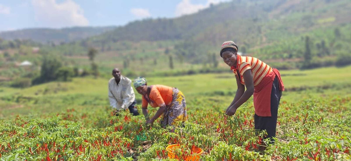 Farmers in field